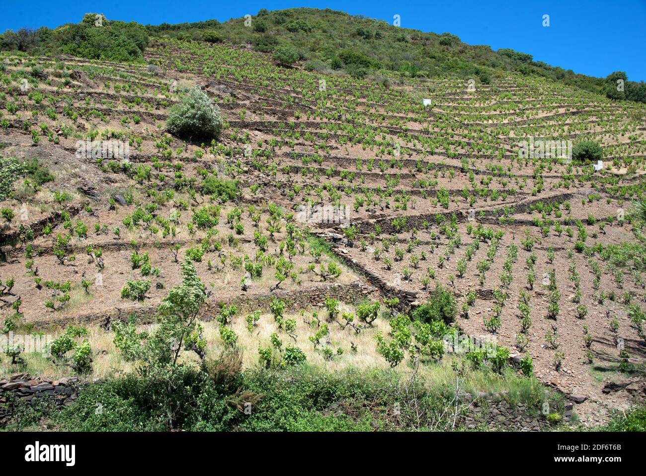 Vignoble (Vitis vinifera) à Banyuls, Roussillon, France. Terrasses culture. Banque D'Images