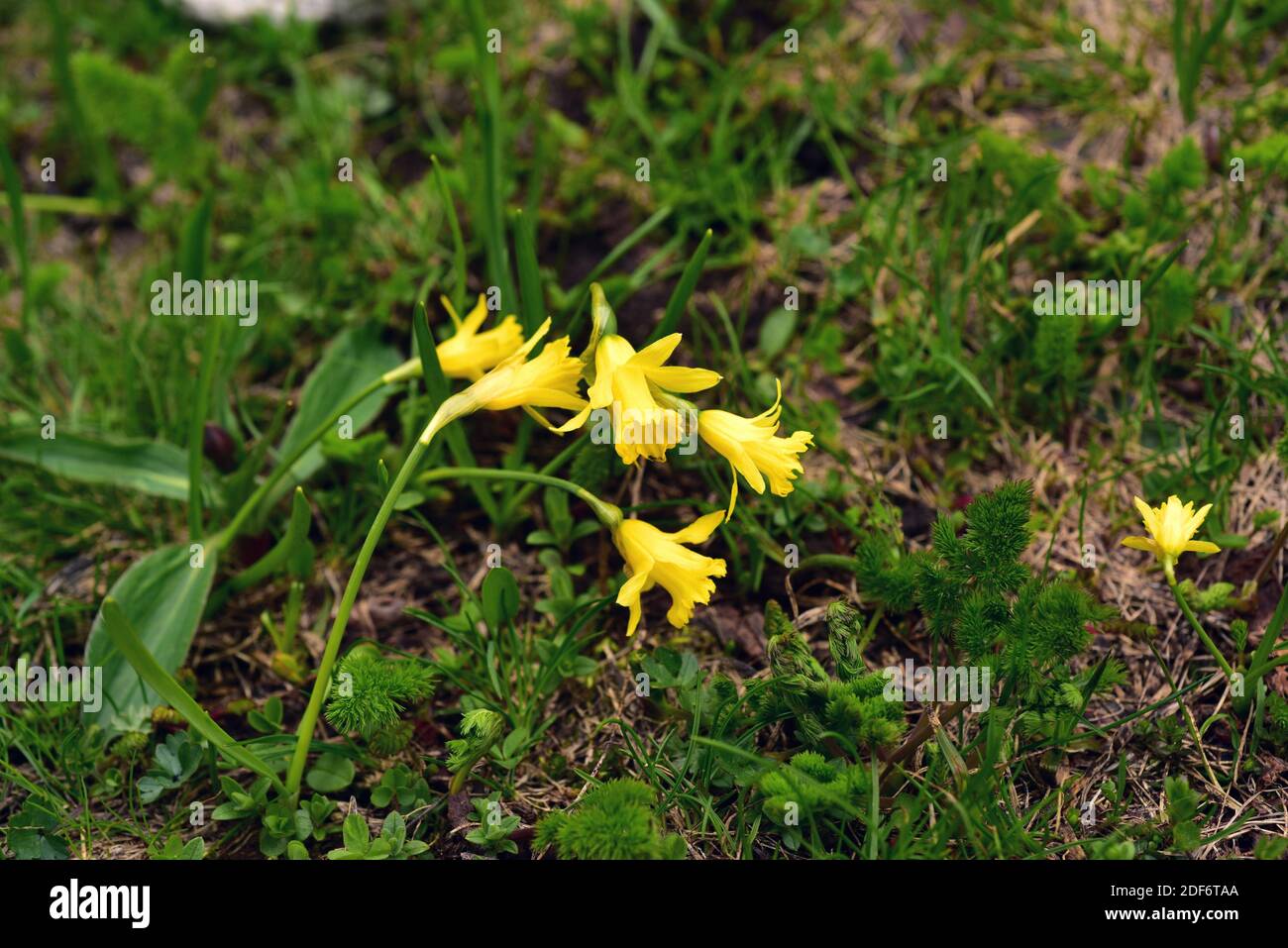 Narciso de Asturias (Narcissus aturiensis) est une plante bulbeuse endémique des montagnes Cantabriennes. Cette photo a été prise dans le parc naturel de Somiedo, Banque D'Images