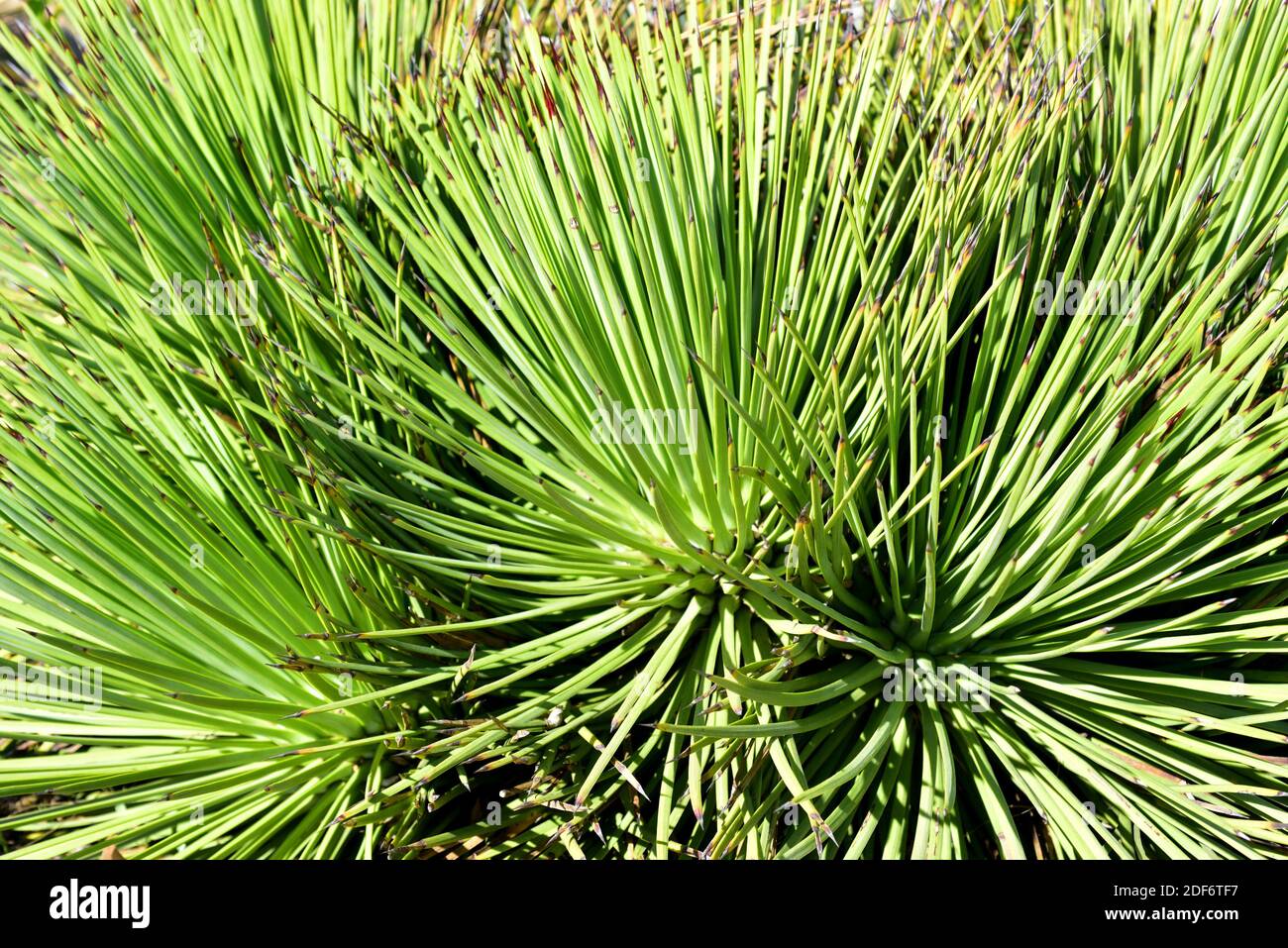 L'agave à feuilles étroites (Agave striata) est une plante vivace originaire du Mexique. Feuilles en détail rosette. Banque D'Images