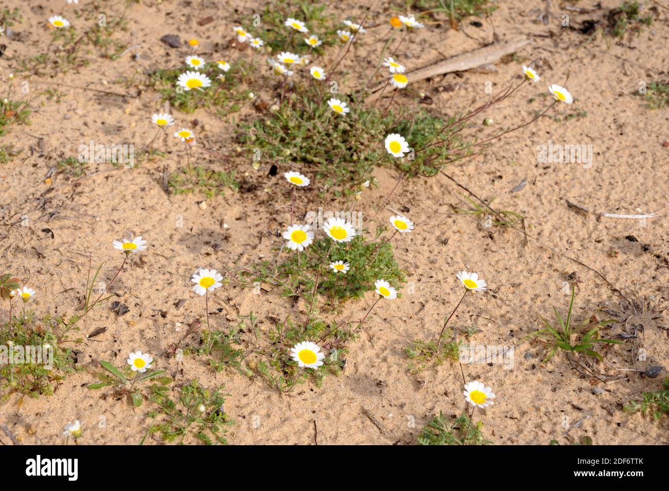 Hymenostemma pseudoanthemis est une plante annuelle endémique à l'Andalousie (provinces de Cadix et Malaga). Est une espèce protégée incluse dans le rouge de la flore espagnole Banque D'Images