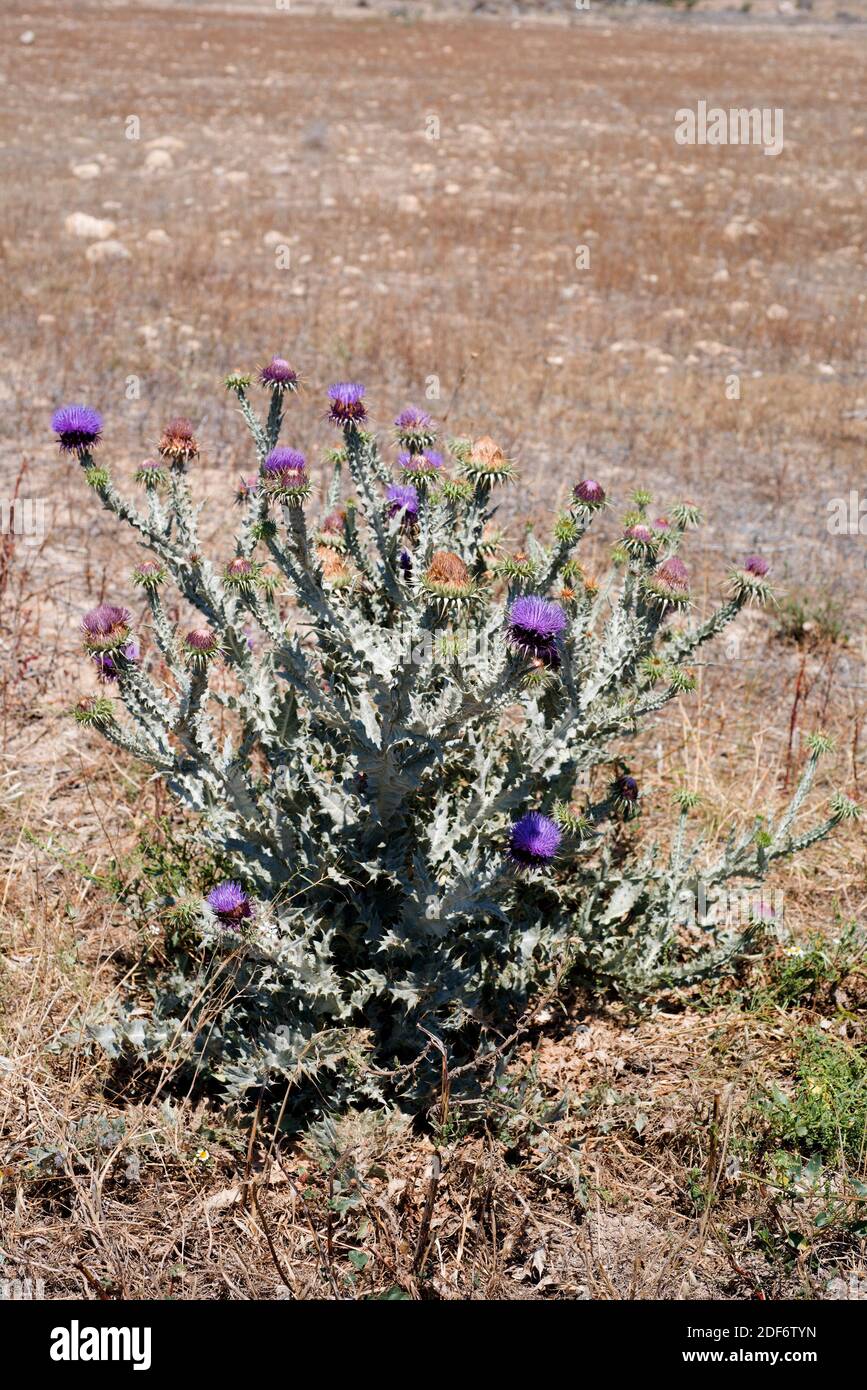 Le coton (Onopordum macracanthum) est une plante biennale originaire du sud et de l'est de l'Espagne et du nord-ouest de l'Afrique. Cette photo wsa a été prise à Cabo Banque D'Images