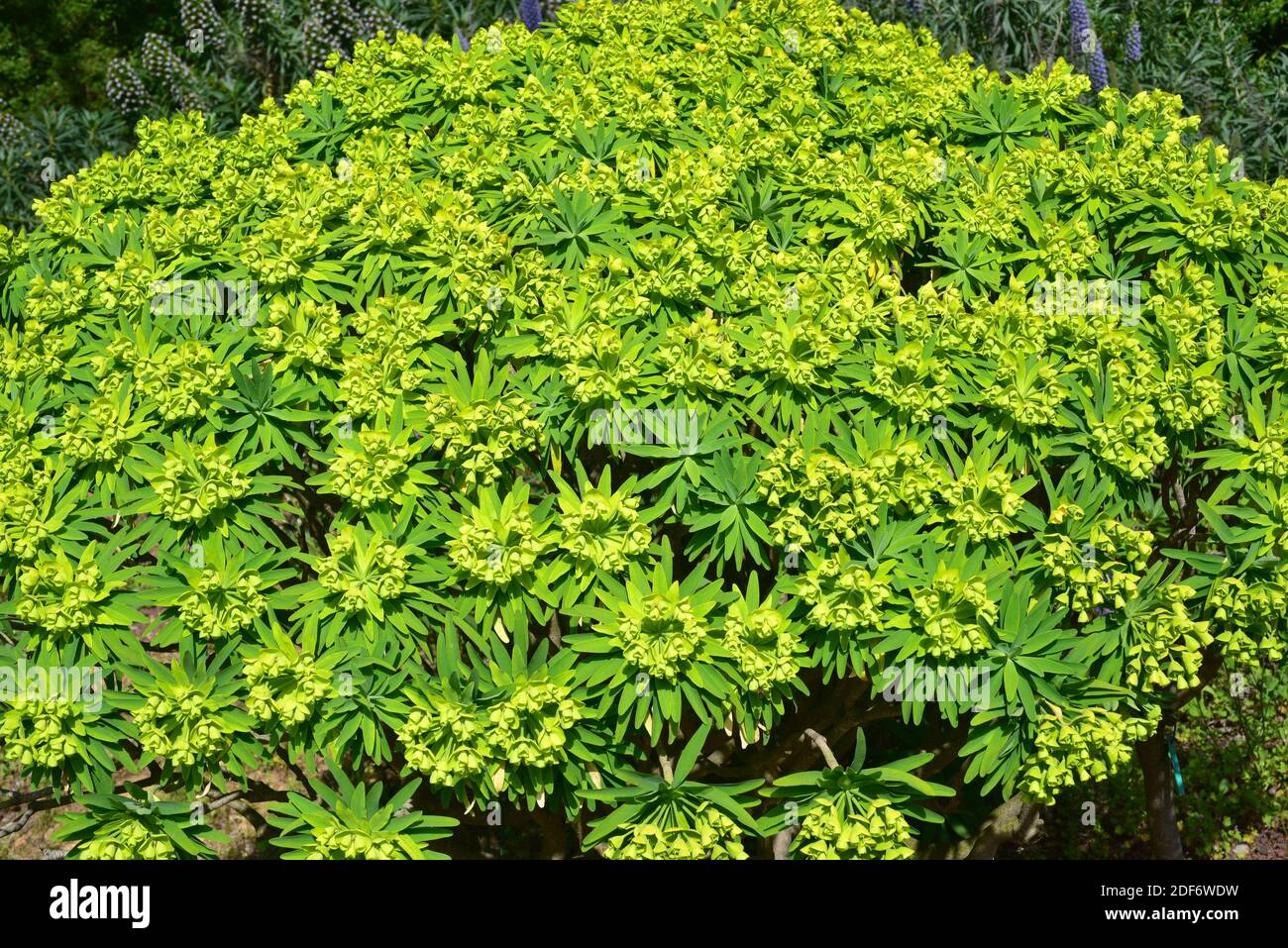 Tabaiba amarilla, tabaiba salvaje ou higuerilla (Euphorbia bourgeana ou Euphorbia lambii) est un arbuste à feuilles persistantes en voie de disparition endémique à Ténérife Banque D'Images