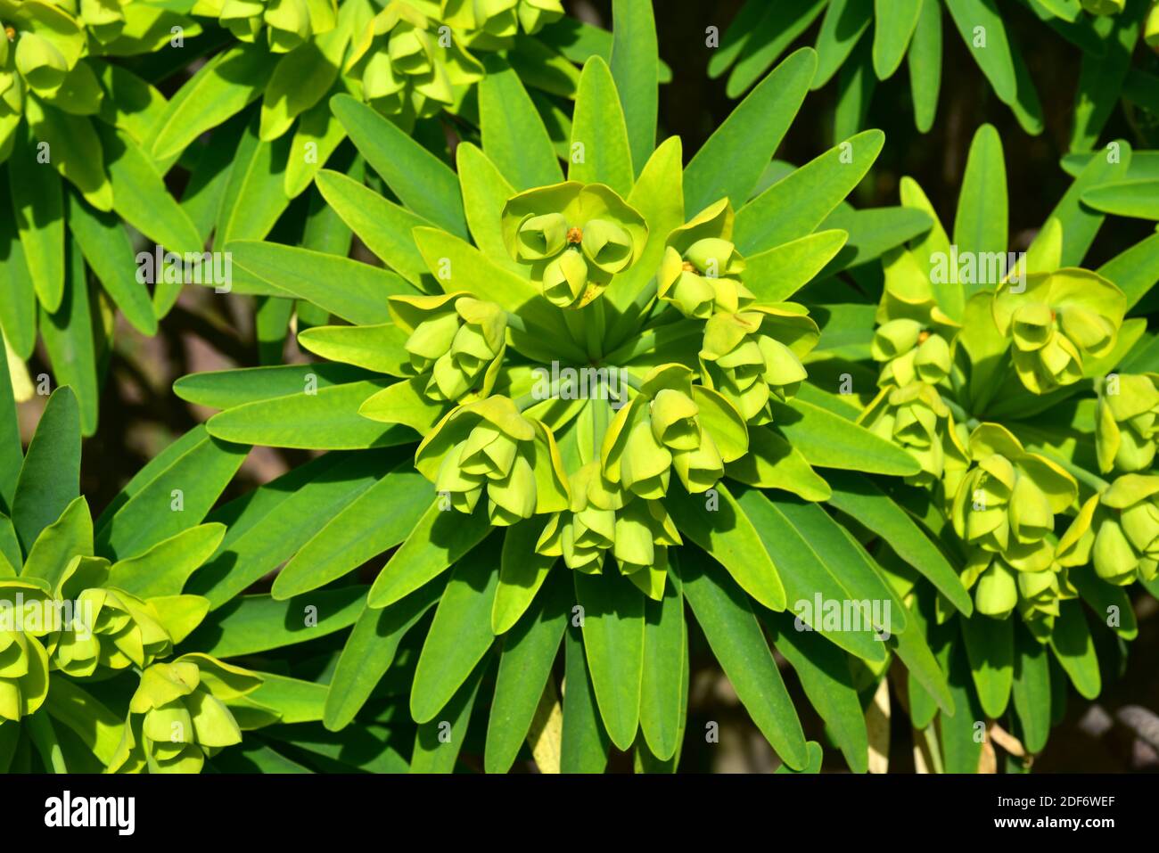 Tabaiba amarilla, tabaiba salvaje ou higuerilla (Euphorbia bourgeana ou Euphorbia lambii) est un arbuste à feuilles persistantes en voie de disparition endémique à Ténérife Banque D'Images