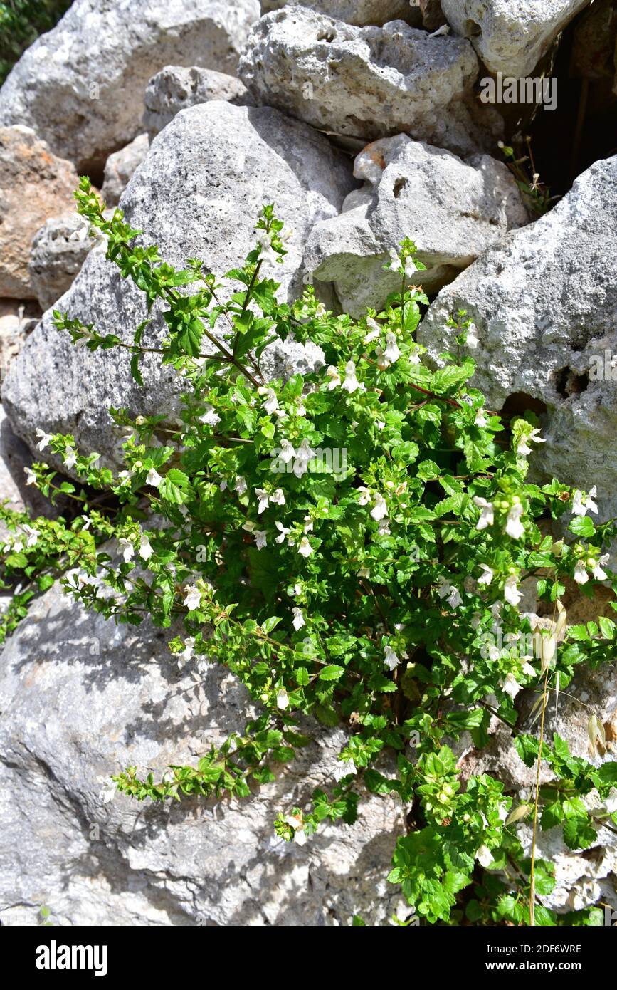 L'ortie blanche (Prasium majus) est un arbuste vivace originaire du bassin méditerranéen. Cette photo a été prise à Minorque, Iles Baléares, Espagne. Banque D'Images