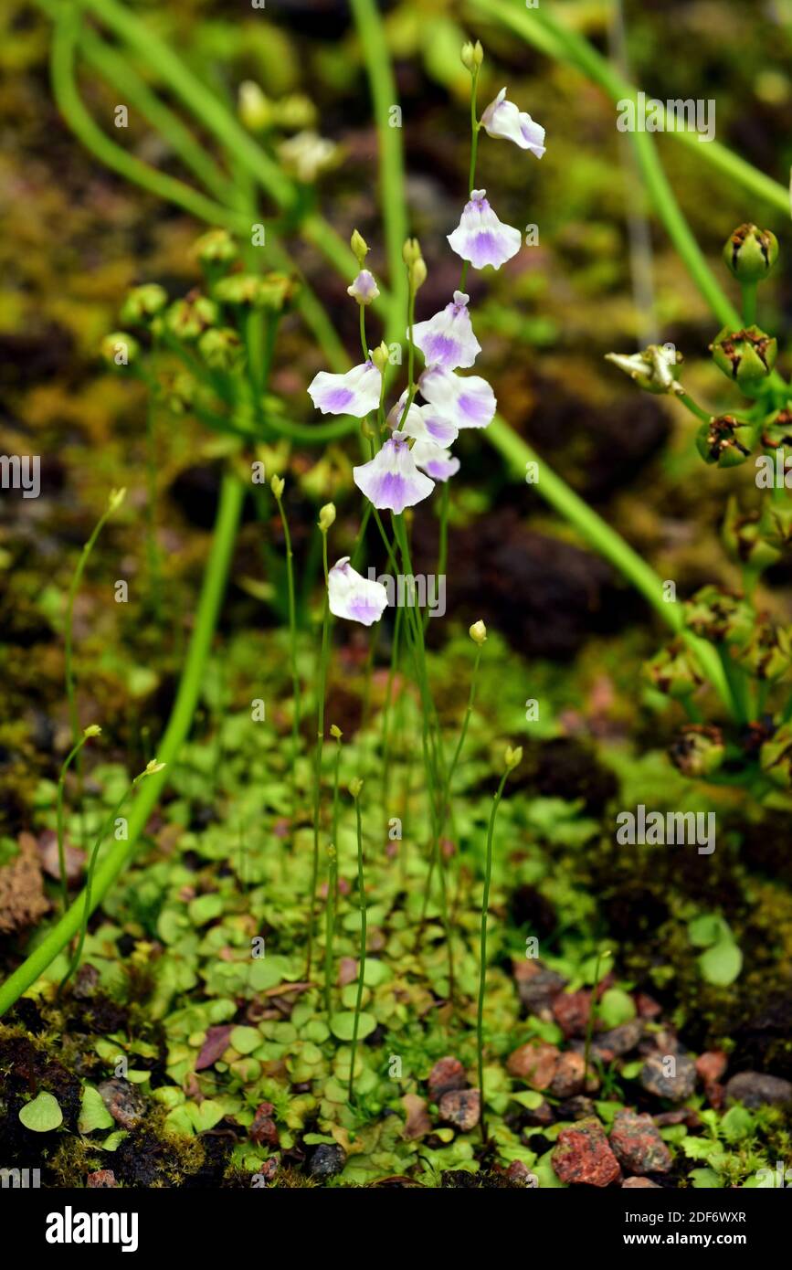 Les tabliers de fée (Utricularia dichotoma) est une plante carnivore  originaire d'Australie et de Nouvelle-Zélande. Plante à fleurs Photo Stock  - Alamy