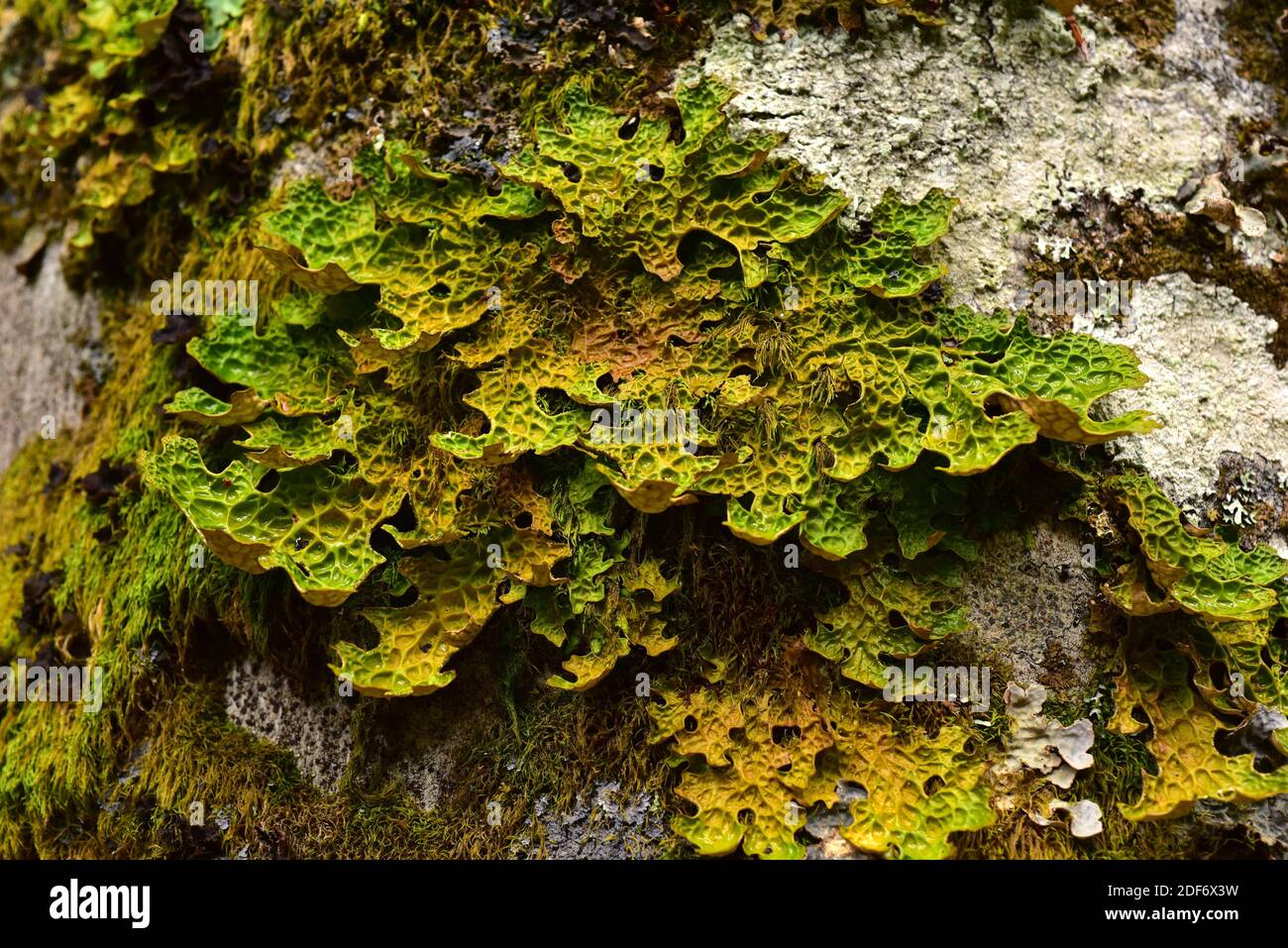 Lungwort lichen (Lobaria pulmonaria). Val d'Aran, Lleida, Catalogne, Espagne. Banque D'Images