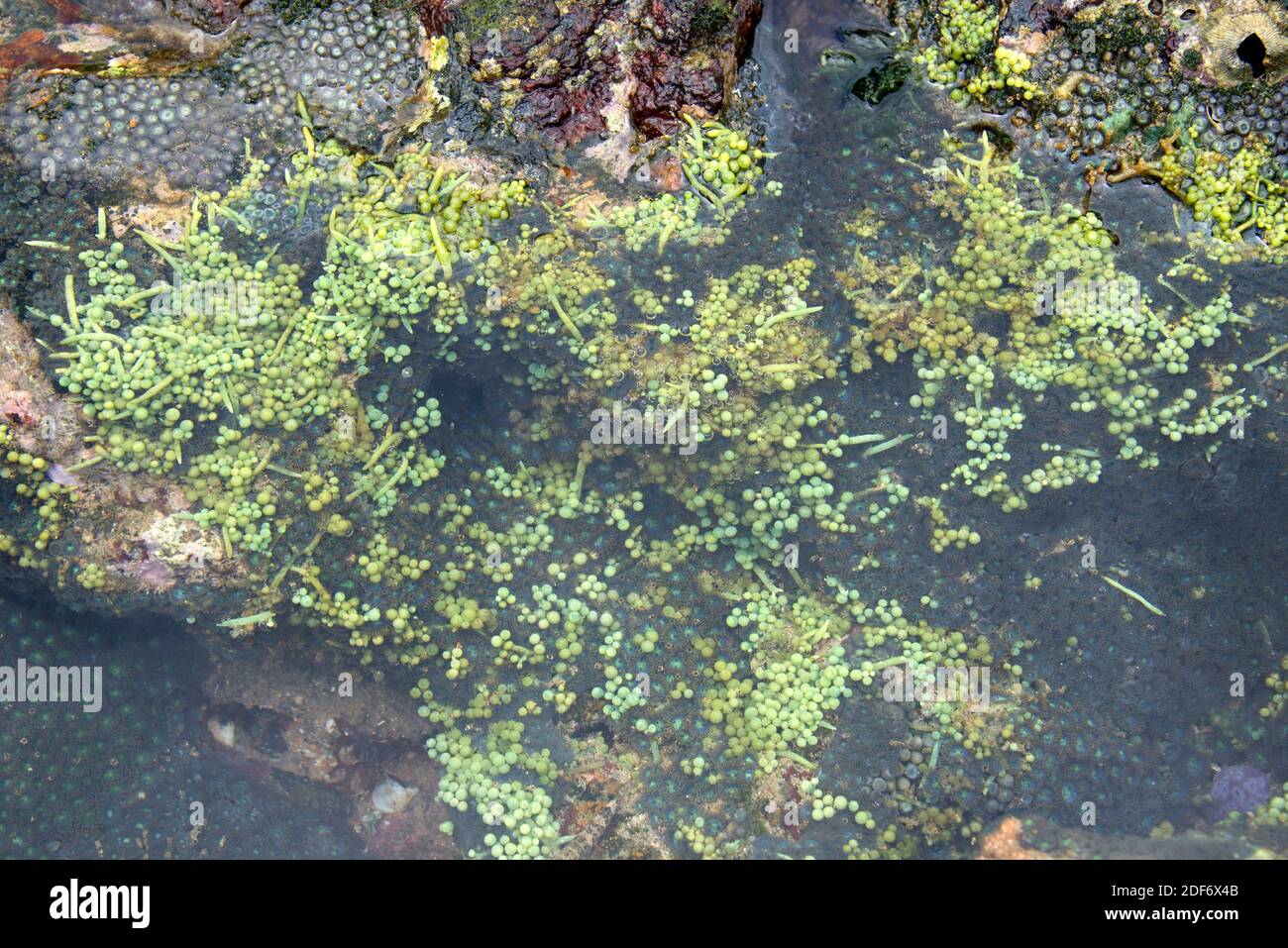 Le raisin de mer (Caulerpa racemosa) est une algue verte marine. Cette photo a été prise à Salvador de Bahia, Brésil. Banque D'Images