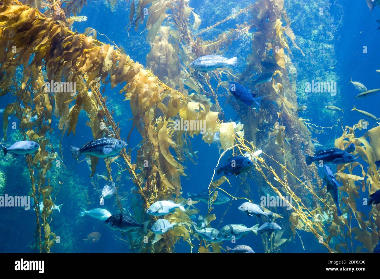 Le Varech Geant Macrocystis Pyrifera Est Une Algue Brune Originaire Des Oceans Pacifique Et Atlantique Photo Stock Alamy