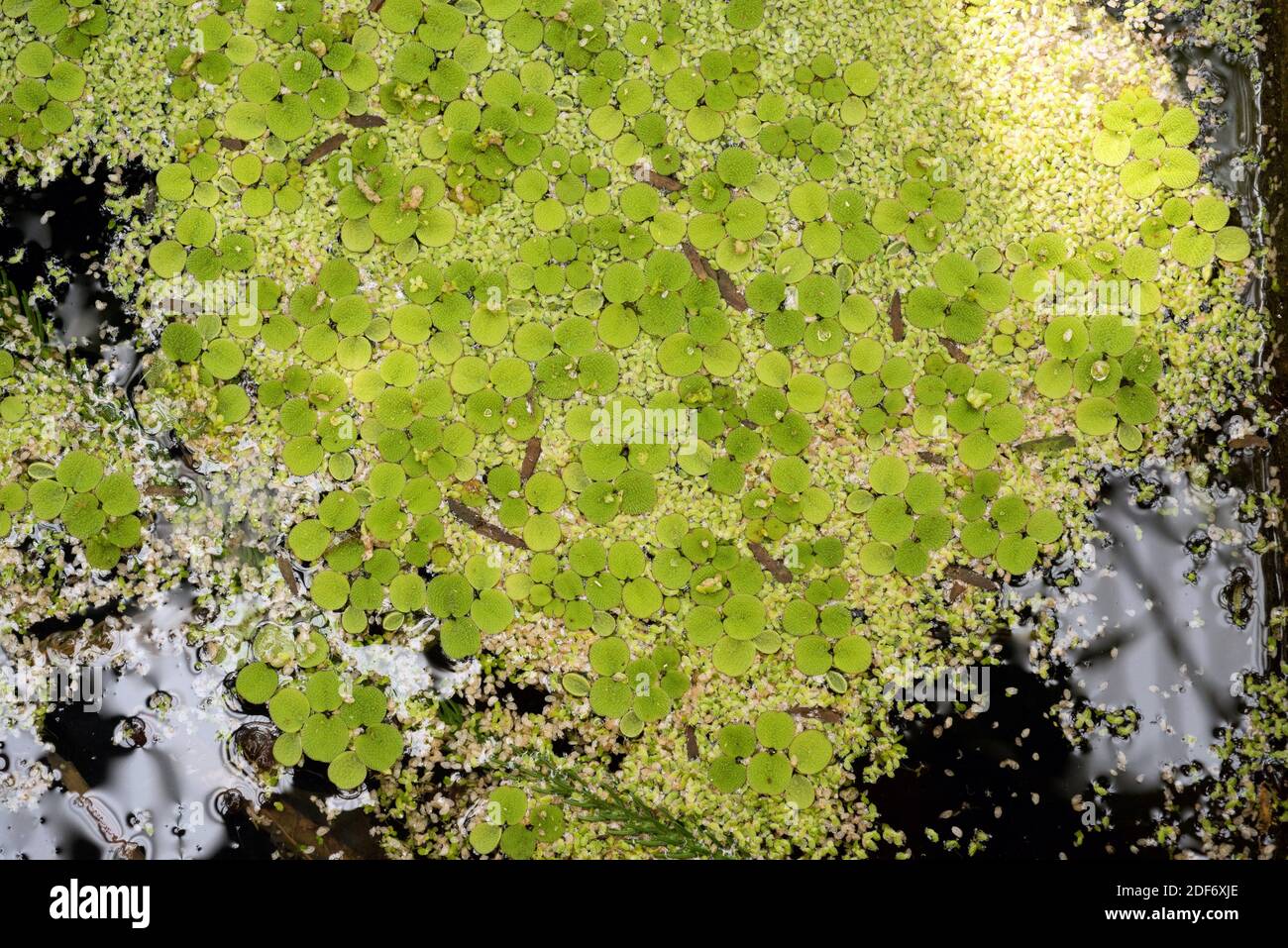 La mousse d'eau Eared (Salvinia auriculata) est une fougère aquatique originaire d'Amérique. Banque D'Images