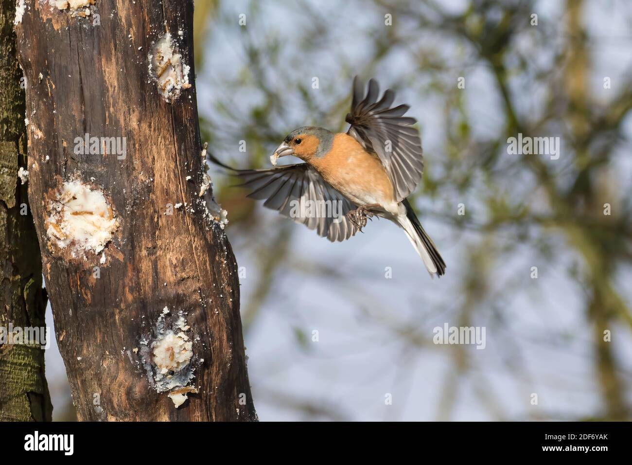 Chaffinch (mâle) au convoyeur à grumes. Banque D'Images