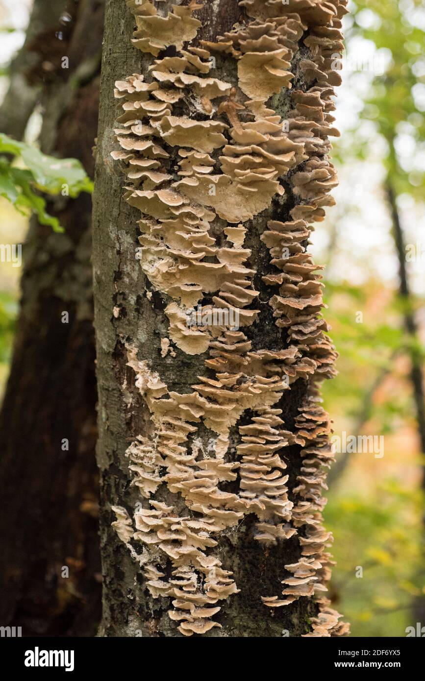 Le polypore de labyrinthe de mousse (Cerrena unicolor) est un champignon saprobic. Cette photo a été prise dans le parc national de Plitvice, en Croatie. Banque D'Images