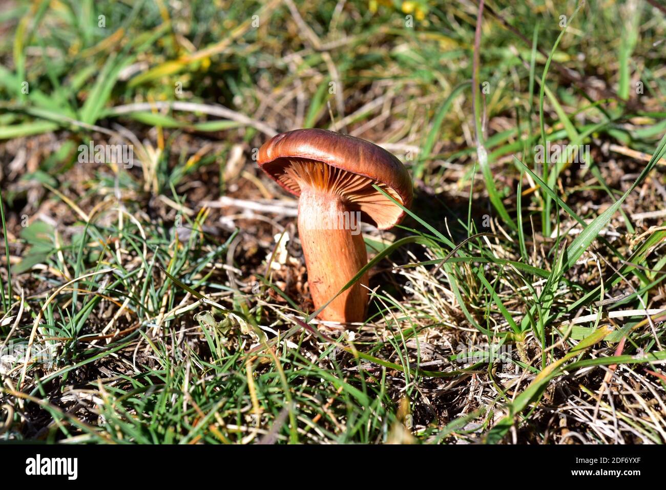 Le slimecap brun ou la pointe de cuivre (Chroogomphus rutilus) est un champignon comestible. Cette photo a été prise dans une forêt de pins près de Cantavieja, province de Teruel, Banque D'Images