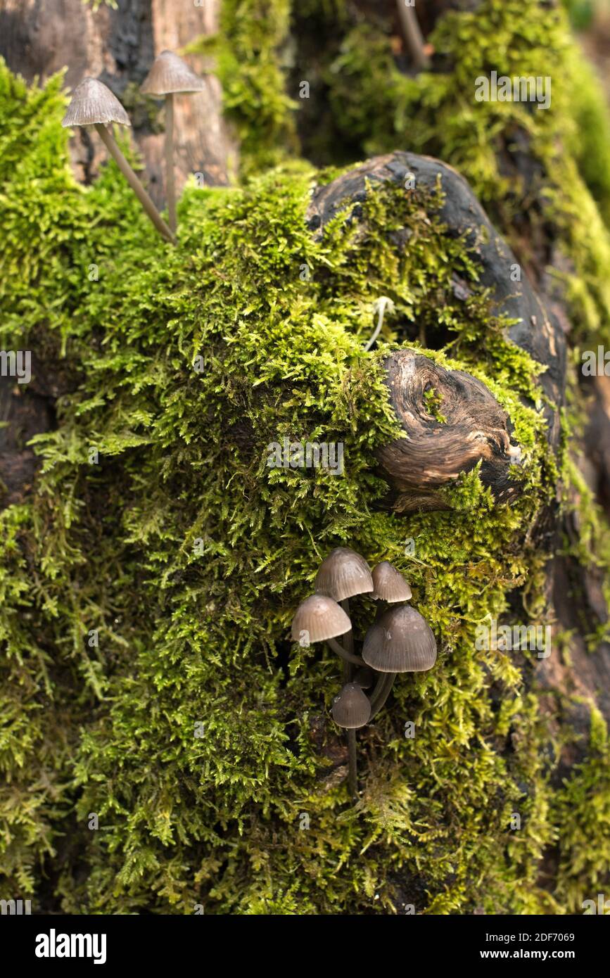 Le capot de traite (Mycena galopus) est un champignon non comestible. Cette photo a été prise dans le parc national de Plitvice, en Croatie. Banque D'Images
