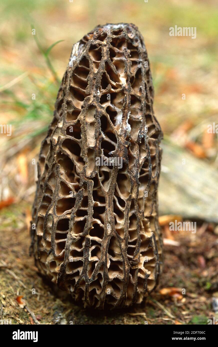 Le morel noir (Morchella conica) est un champignon comestible ou toxique (pour certaines personnes). Banque D'Images