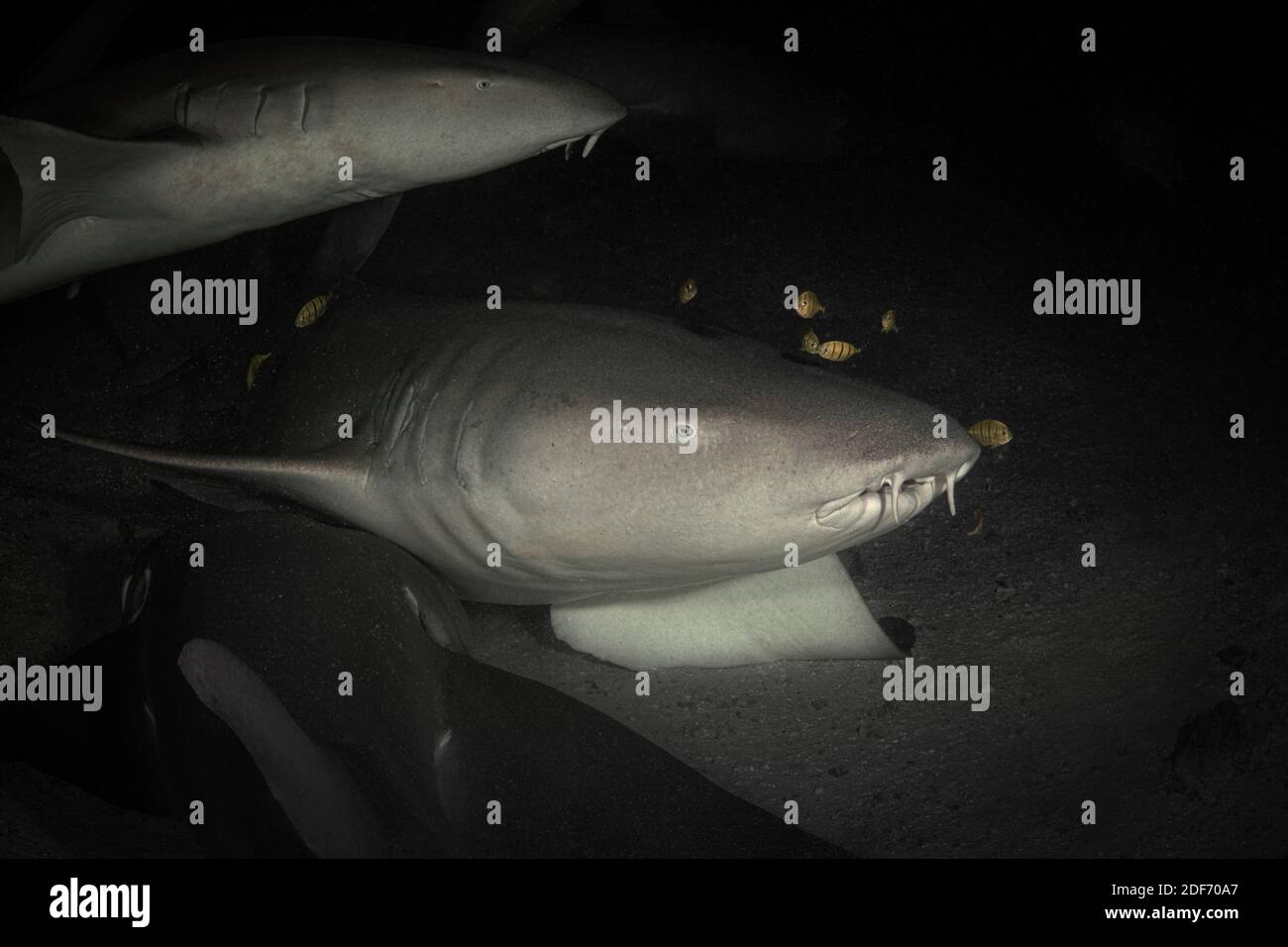 L'infirmière Tawny Shark (Nebrius ferrugineus) dans la plongée de nuit. Maldives monde sous-marin Banque D'Images