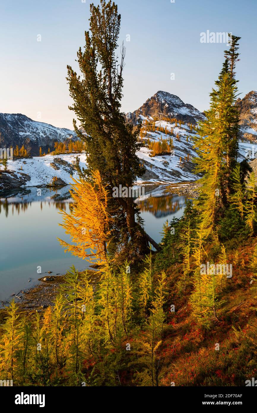 WA18651-00...WASHINGTON - mélèze subalpin aux couleurs vives de l'automne au-dessus du lac Lower Ice dans la région sauvage des lacs alpins. Banque D'Images