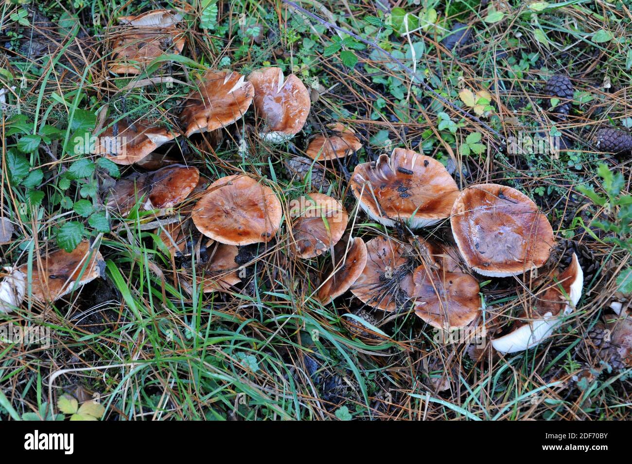 Le champignon Chevalier à démarrage (Tricholoma focale) est un champignon comestible à l'instilté. Cette photo a été prise près de Moia, province de Barcelone, Catalogne, Espagne. Banque D'Images