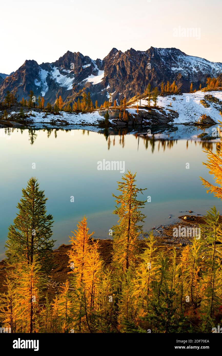 WA18652-00...WASHINGTON - mélèze subalpin aux couleurs vives de l'automne au-dessus du lac Lower Ice dans la région sauvage des lacs alpins. Banque D'Images