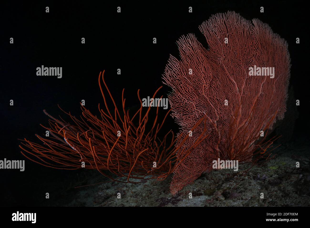 Beaux coraux doux des récifs des Maldives. Gorgoniens (whip de mer et ventilateur de mer). Monde sous-marin incroyable des Maldives Banque D'Images