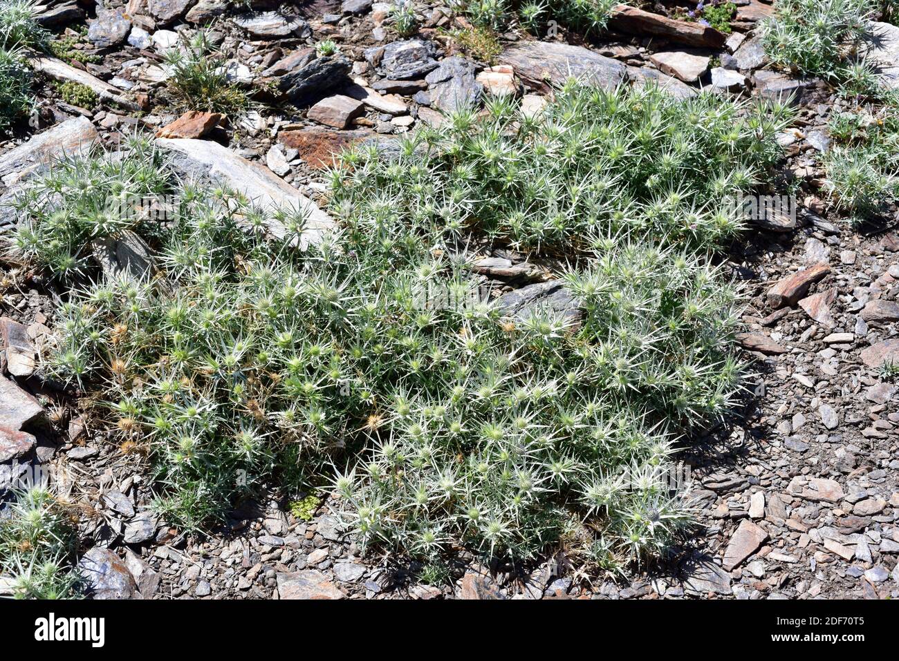 Le Cardo azul (Eryngium glaciale) est une plante vivace épineuse endémique à la Sierra Nevada. Cette photo wsa a été prise dans le parc national de la Sierra Nevada, Grenade Banque D'Images