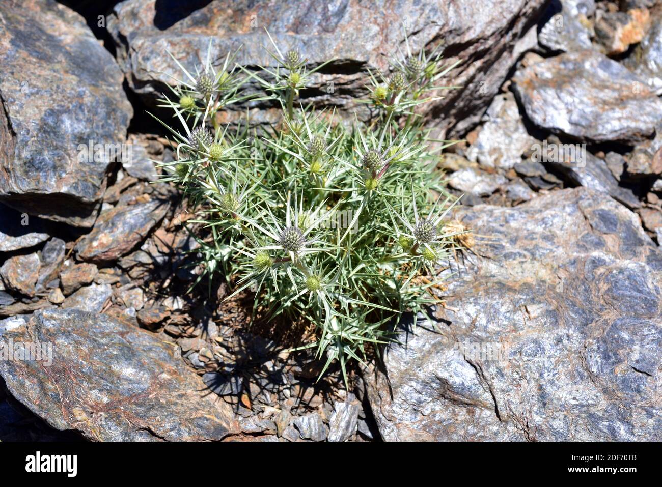 Le Cardo azul (Eryngium glaciale) est une plante vivace épineuse endémique à la Sierra Nevada. Cette photo wsa a été prise dans le parc national de la Sierra Nevada, Grenade Banque D'Images