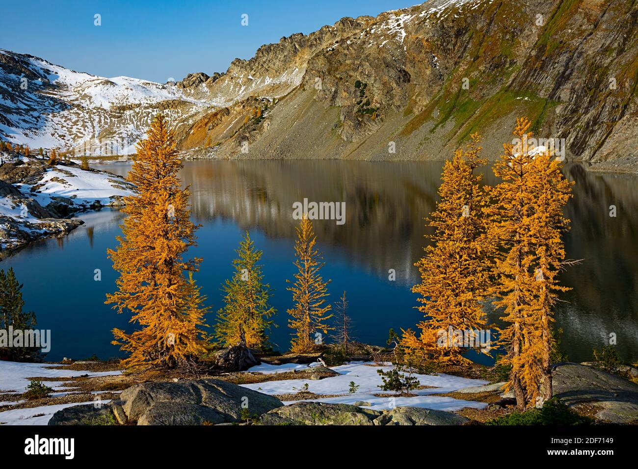 WA18661-00...WASHINGTON - mélèze subalpin en couleur d'automne à Upper Ice Lake dans la région sauvage de Glacier Peak. Banque D'Images