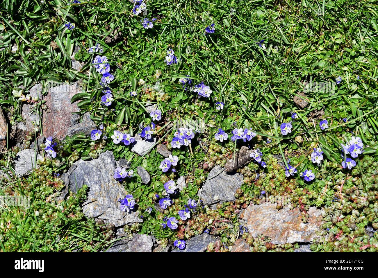 Veronica turbicola ou Veronica nevadensis est une plante vivace endémique à la Sierra Nevada et à la Sierra de Los Filabres. Pousse sur des prés humides (borreguiles) Banque D'Images
