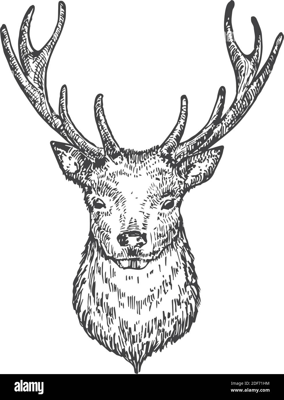 Illustration d'un renne de Noël ou d'une tête de cerf dessinée à la main. Esquisse abstraite de face d'animal. Dessin de style engraving des fêtes d'hiver. Isolé Illustration de Vecteur