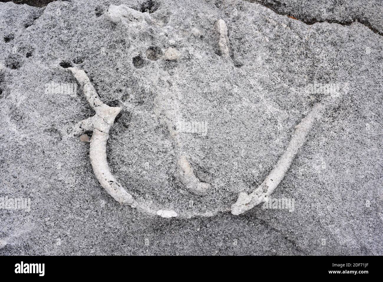 Trace fossile sur calcaire. Cette photo a été prise à Biniancolla, île de Minorque, Iles Baléares, Espagne. Banque D'Images