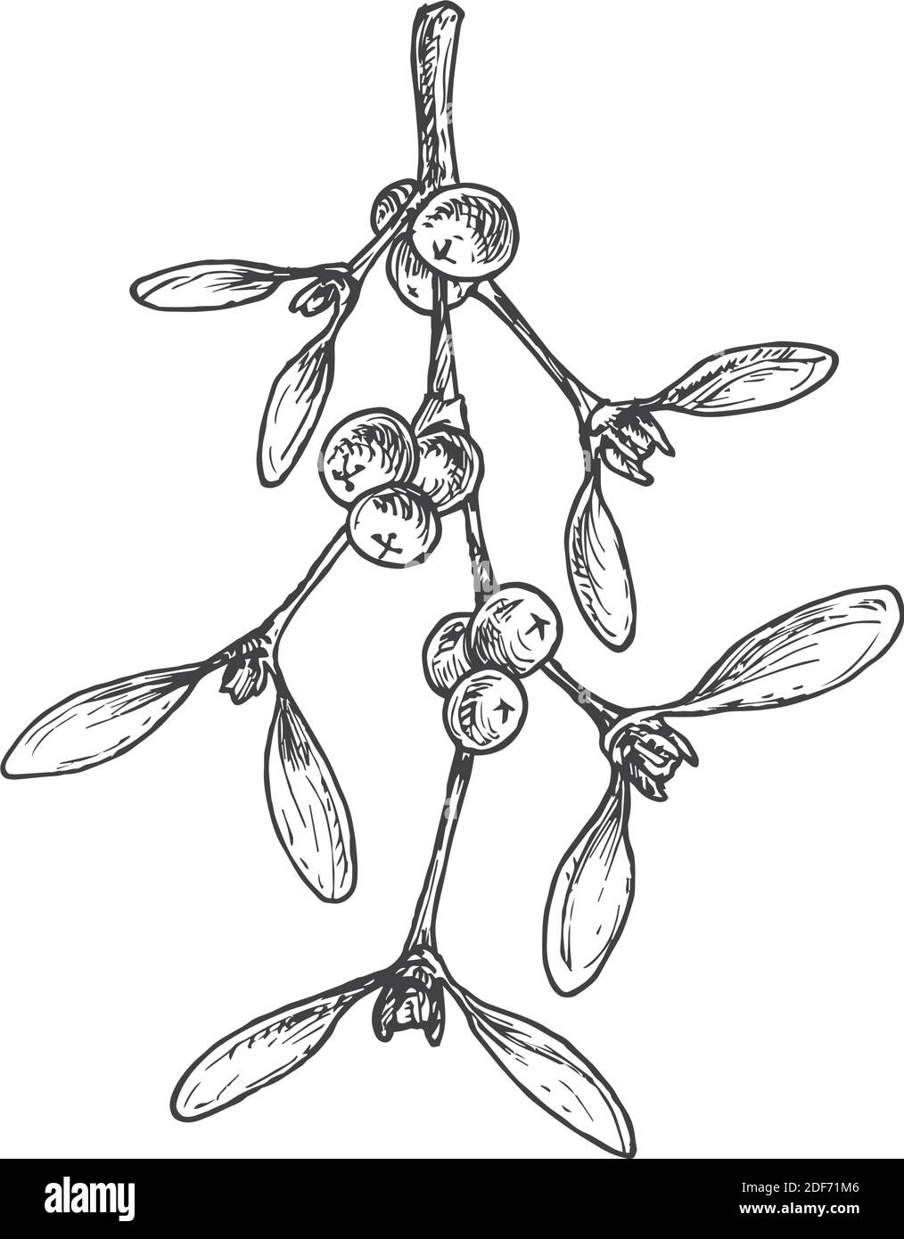 Branche De Feuilles De Mistletoe De Noel Dessinees A La Main Avec Baies Vector Illustration Esquisse Abstraite Dessin De Style Engraving Des Fetes D Hiver Isole Image Vectorielle Stock Alamy Branche De Feuilles De Mistletoe De Noel Dessinees A La Main Avec Baies Vector Illustration Esquisse Abstraite Dessin De Style Engraving Des Fetes D Hiver Isole Image Vectorielle Stock Alamy
