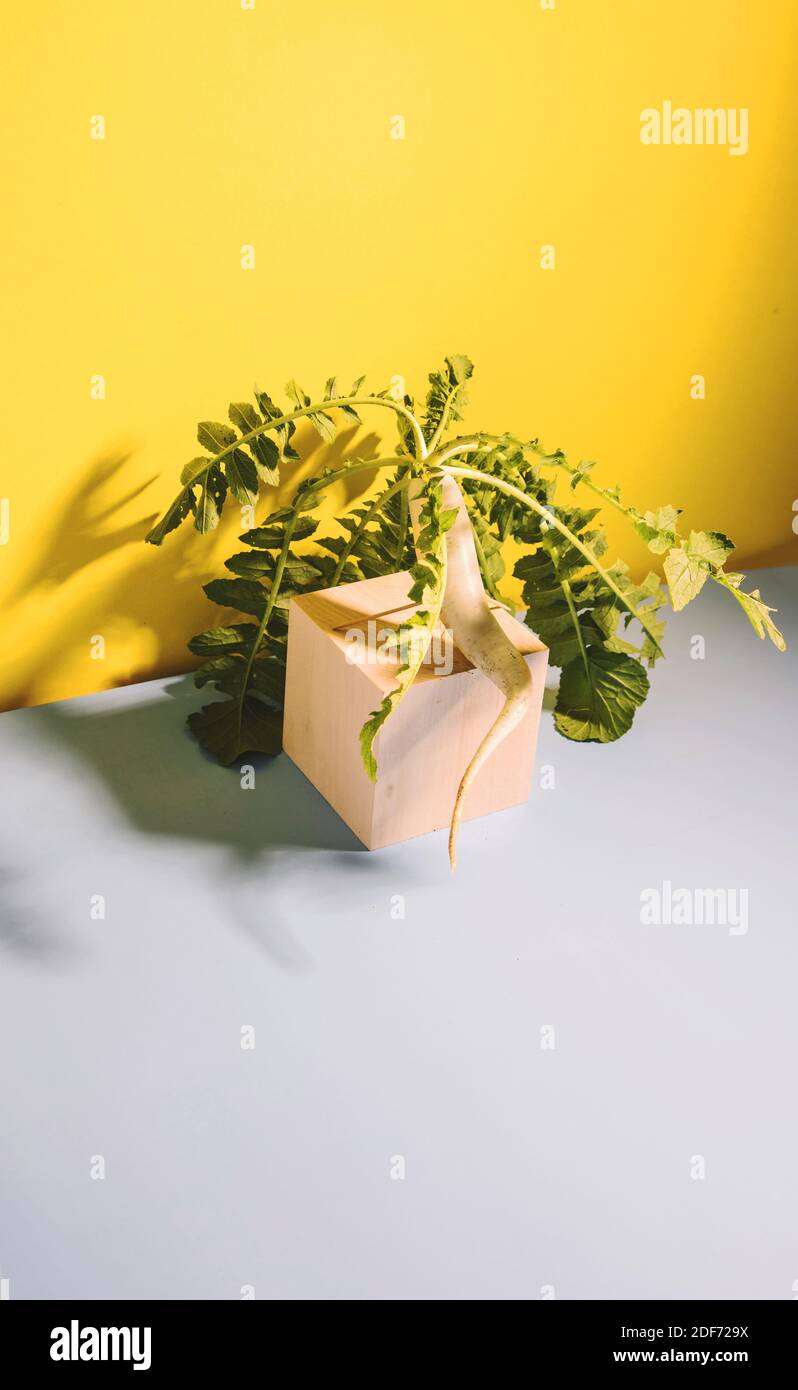 Une récolte de racines de radis daikon est posée sur un cube en bois sur fond jaune. Copier l'espace Banque D'Images