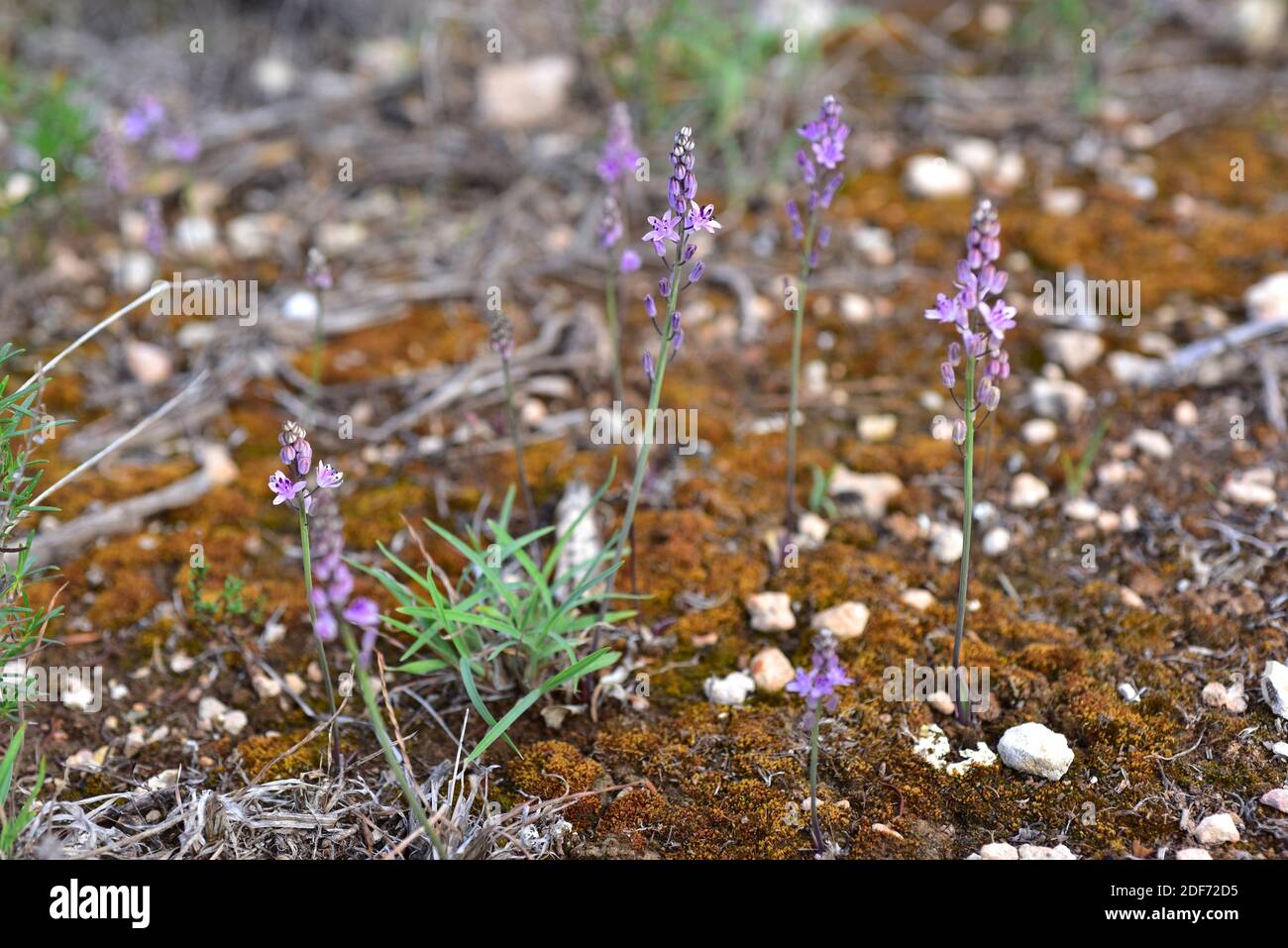 Prospero obtusifolium intermedium est une plante vivace endémique à l'ouest du bassin méditerranéen. Est inclus dans la liste rouge des espèces menacées. Ceci Banque D'Images