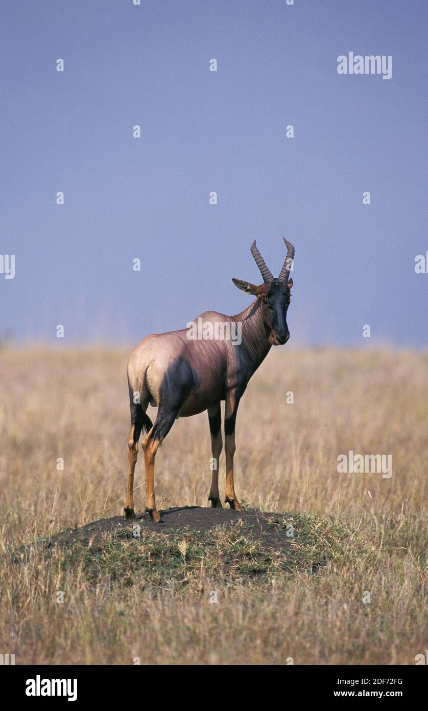 Topi, damaliscus korrigum, Adulte perché sur la colline de termites, regardant autour, parc de Masai Mara au Kenya Banque D'Images