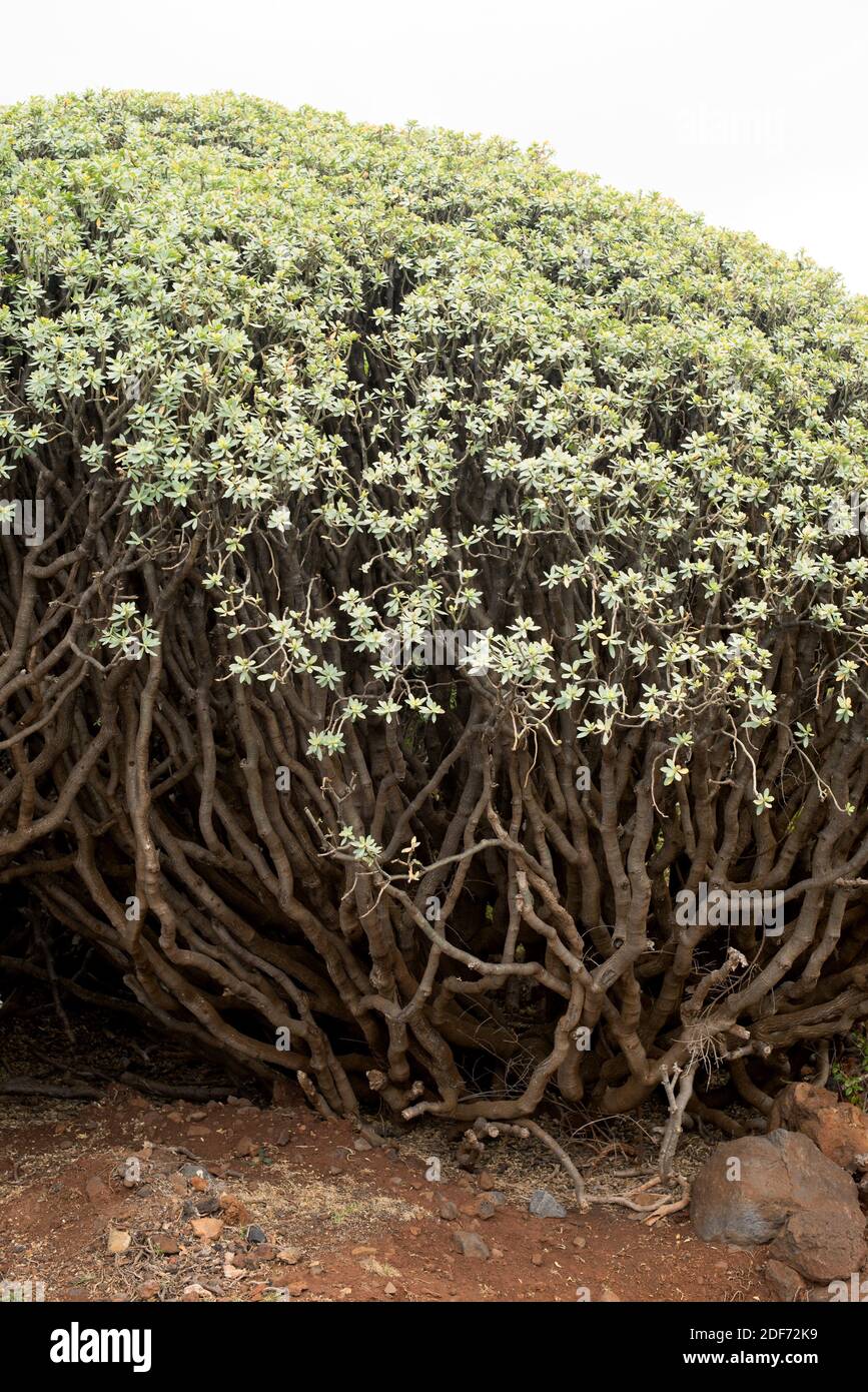 L'Euphorbia balsamifera est un arbuste originaire des îles Canaries, d'Afrique du Nord et d'Arabie Saudita. Cette photo a été prise à la Palma Banque D'Images
