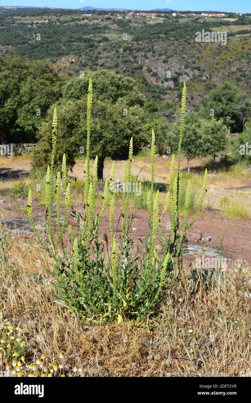 La fusée ou la soudure de Dyer (Reseda luteola) est une plante abiennale originaire d'Europe. Son médicinal et fournit un colorant naturel. Cette photo a été prise à Arribes Banque D'Images