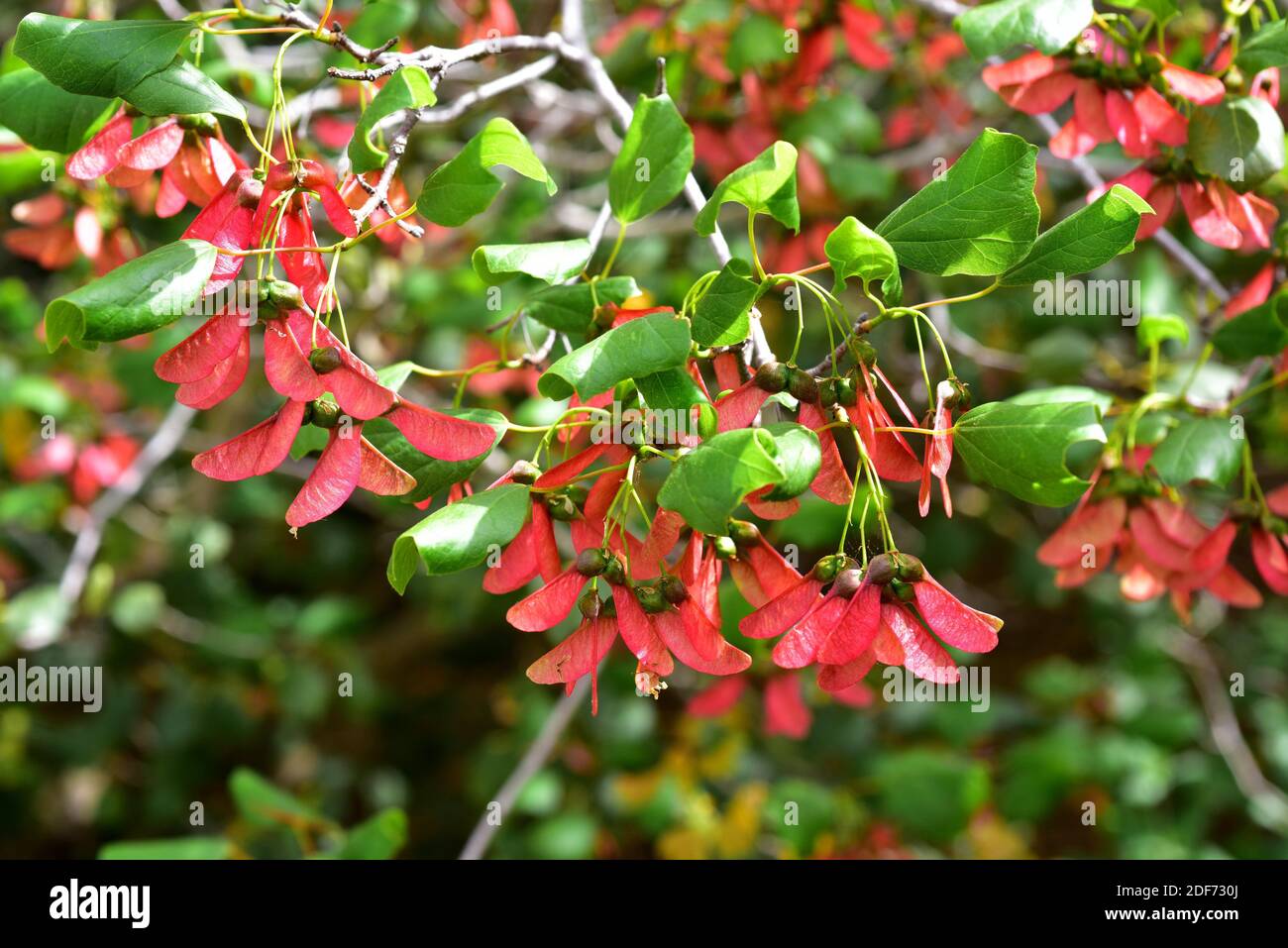 L'érable syrien (Acer obtusifolim) est un arbuste à feuilles persistantes originaire de Syrie, de Chypre, d'Israël, du Liban et de Turquie. Détail fruits. Banque D'Images