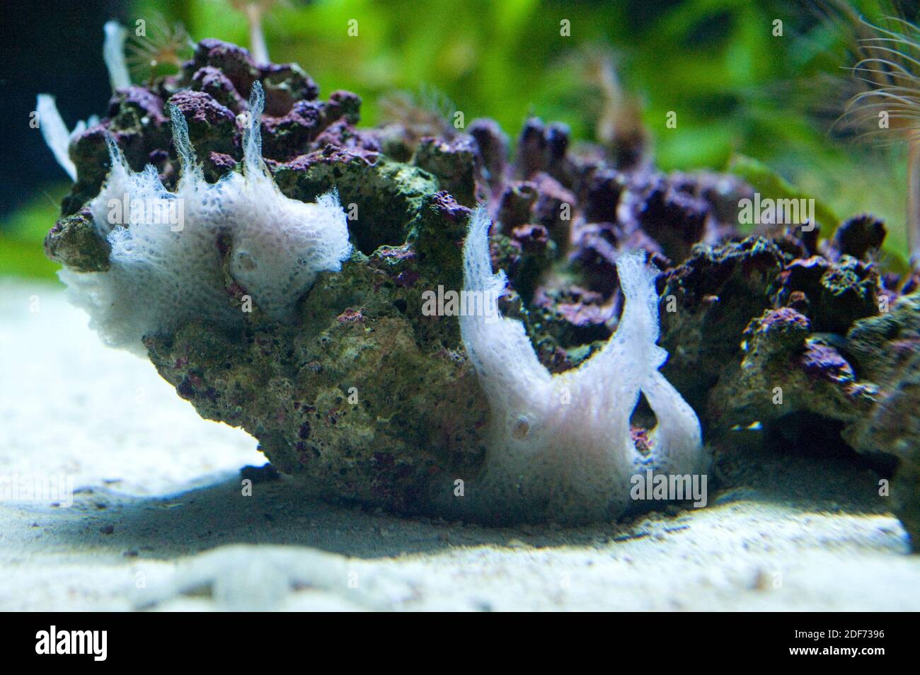 Clathrina clathrus est une éponge de mer de la classe Calcarea. Banque D'Images