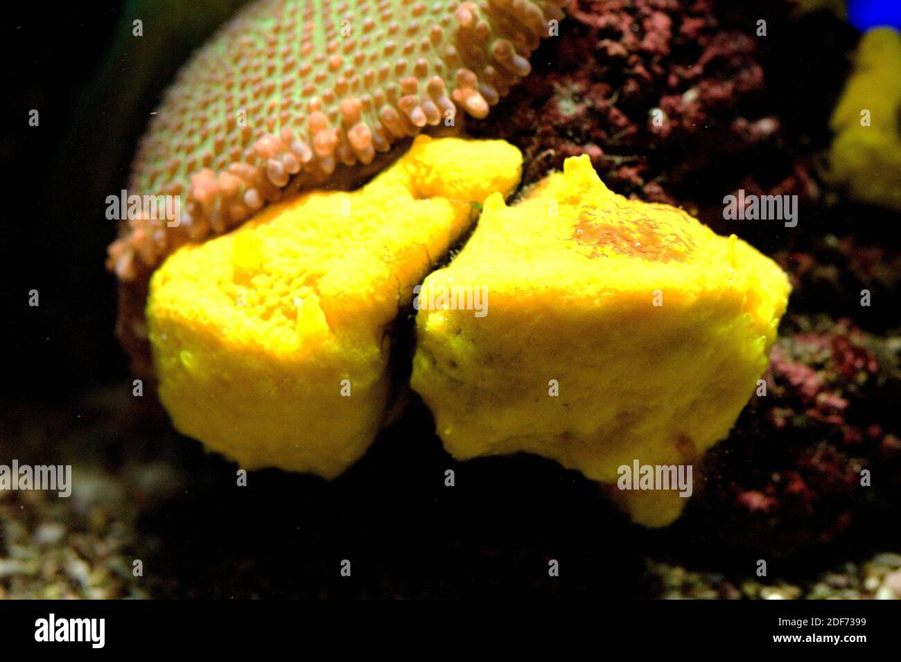 Agelas oroides est une éponge de mer de la classe Demospongiae. Banque D'Images