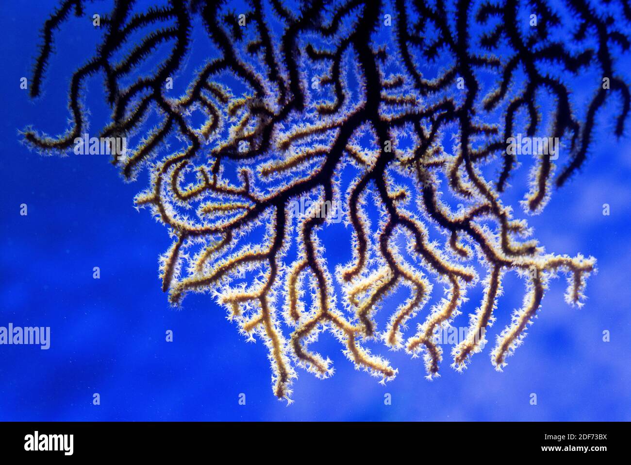 Le fouet de mer (Paramuricea clavata) est un corail branché. Banque D'Images