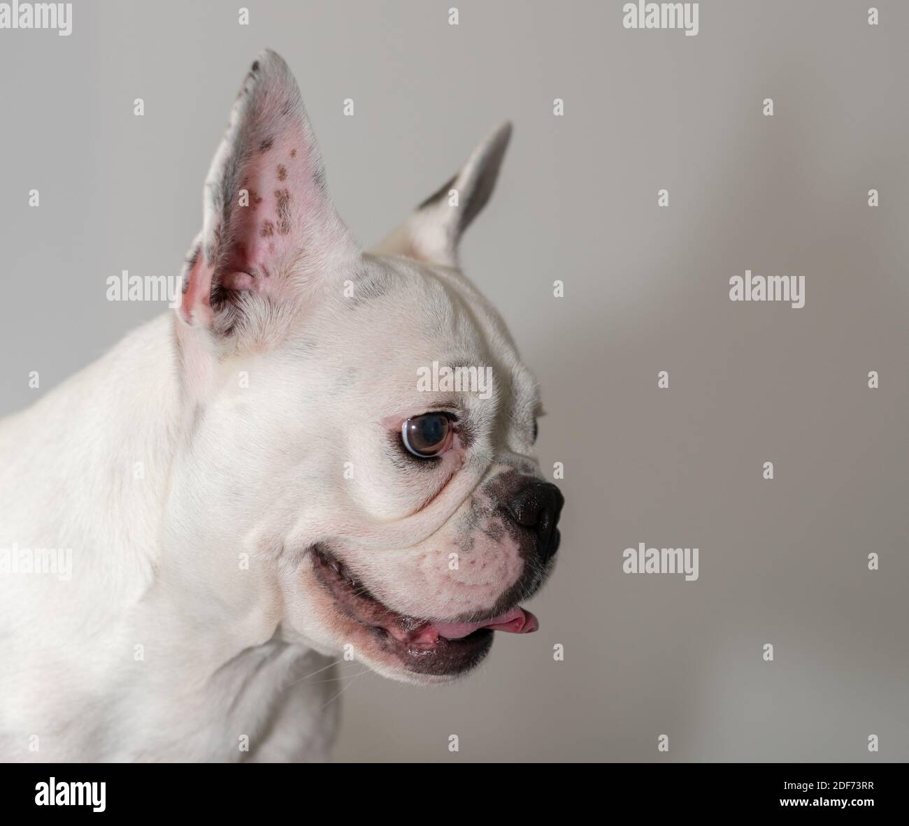 Portrait de Bulldog français isolé sur fond blanc Banque D'Images