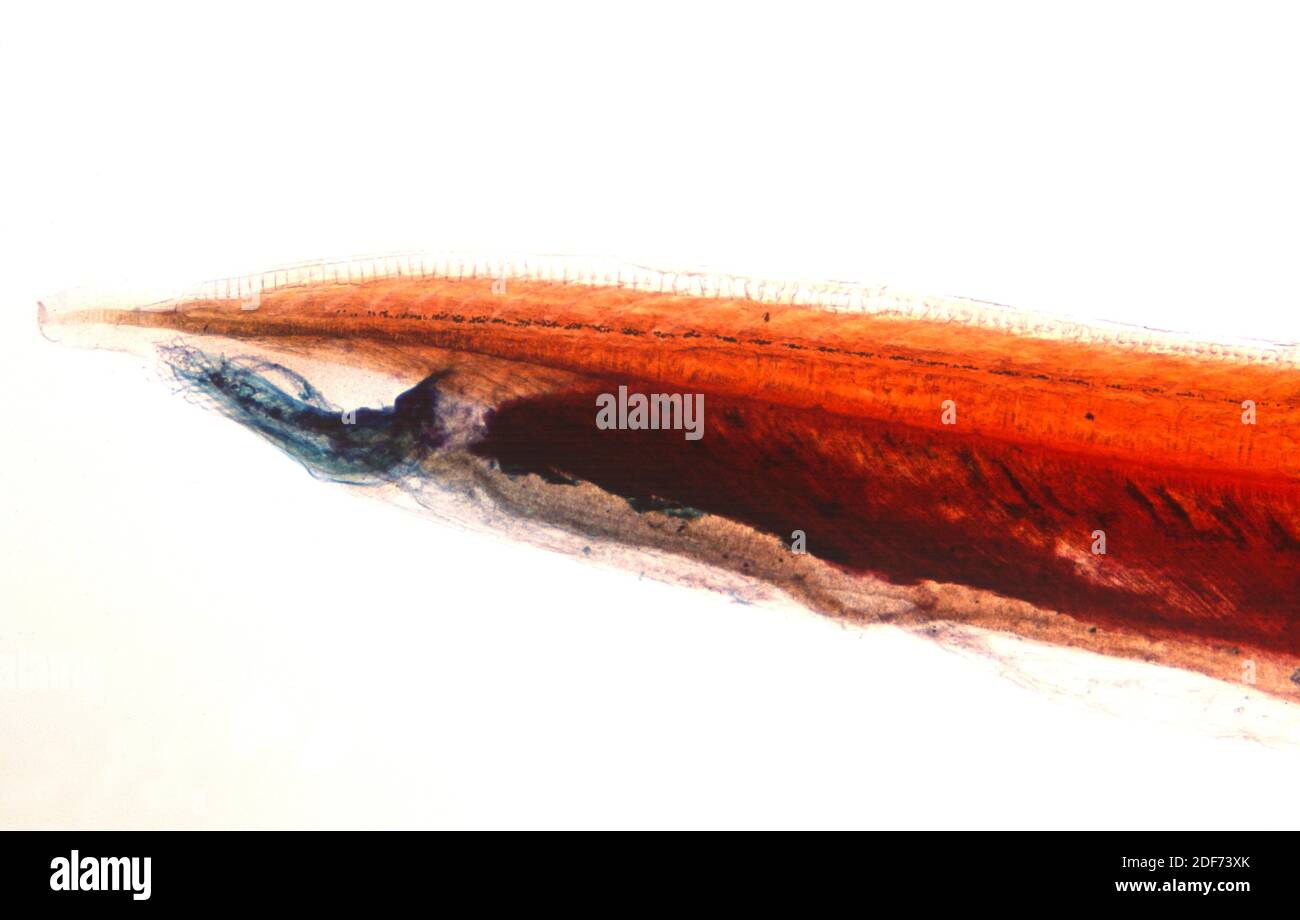 Le Lancelet (Branchiostoma lanceolatum ou amphioxus lanceolatus) est un prochordata marin filtre. Région céphalique dans la vision microscopique. Banque D'Images
