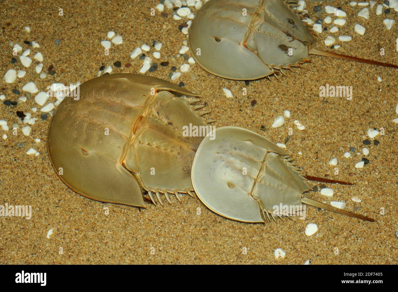 Le crabe commun de l'Atlantique (Limulus polyphemus) est un arthropode marin originaire de la côte atlantique de l'Amérique du Nord et du golfe du Mexique. Banque D'Images