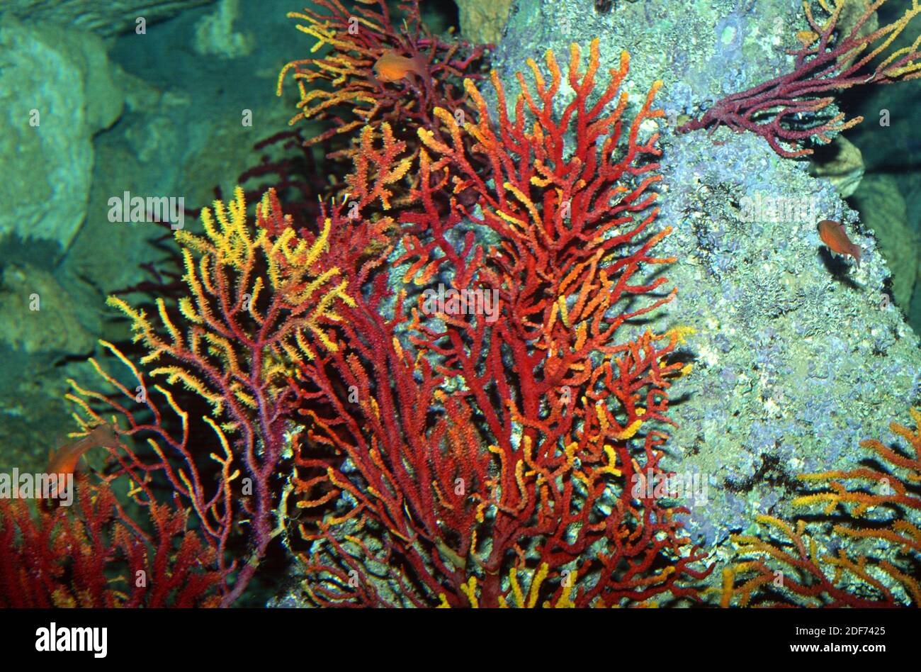 Le fouet de mer (Paramuricea clavata) est un corail mou colonial. Banque D'Images
