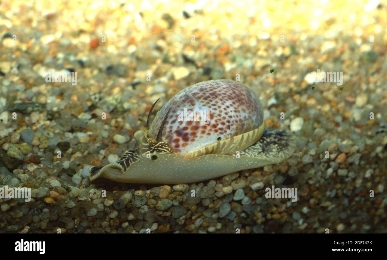La coquille de collier (Euspira nitida ou Euspira pulchella) est un escargot marin. Banque D'Images