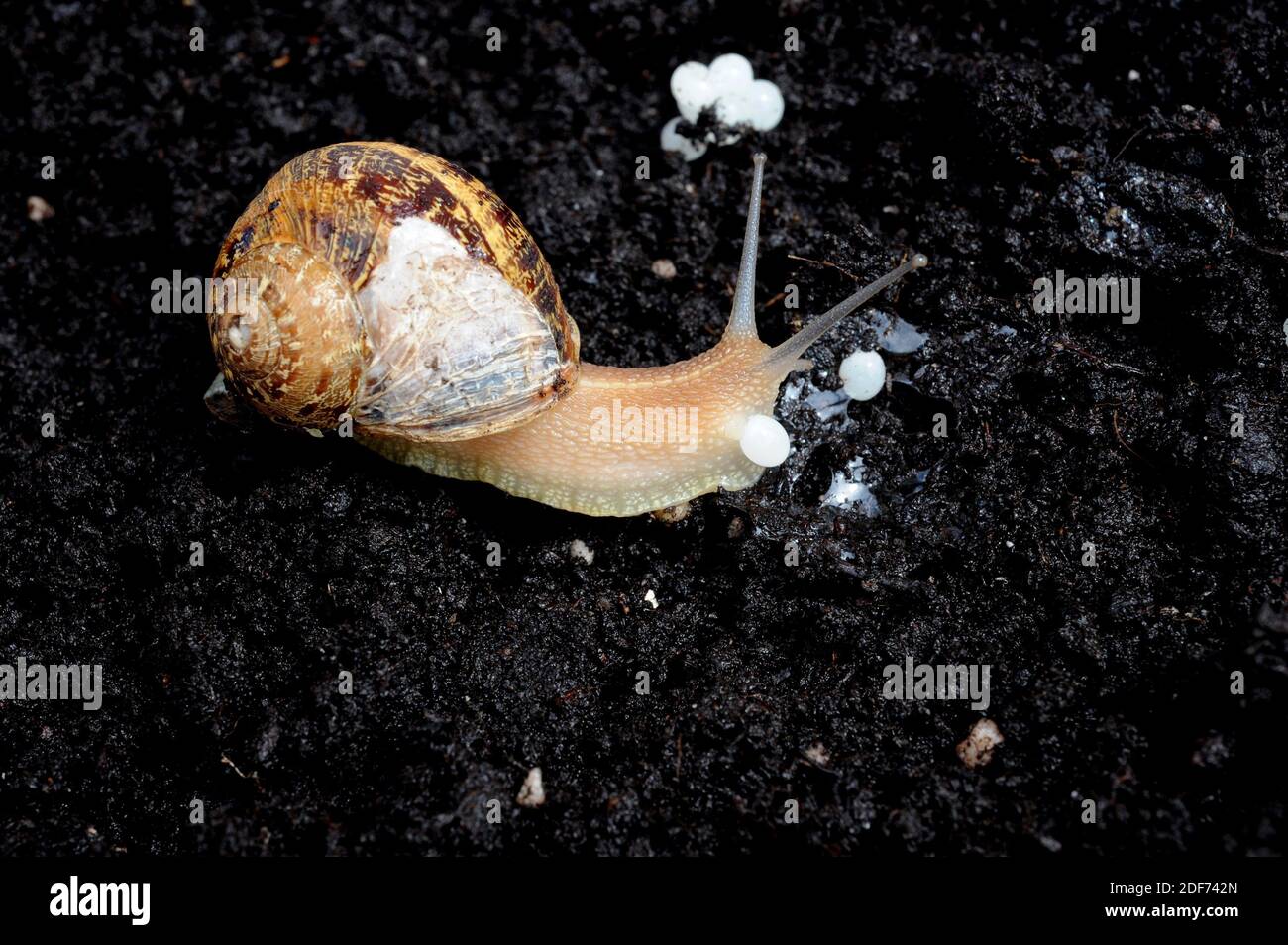L Escargot De Jardin Helix Aspersa Ou Cornu Aspersum Est Un Escargot Terrestre Comestible Photographie Du Temps De Pondre Des œufs Photo Stock Alamy