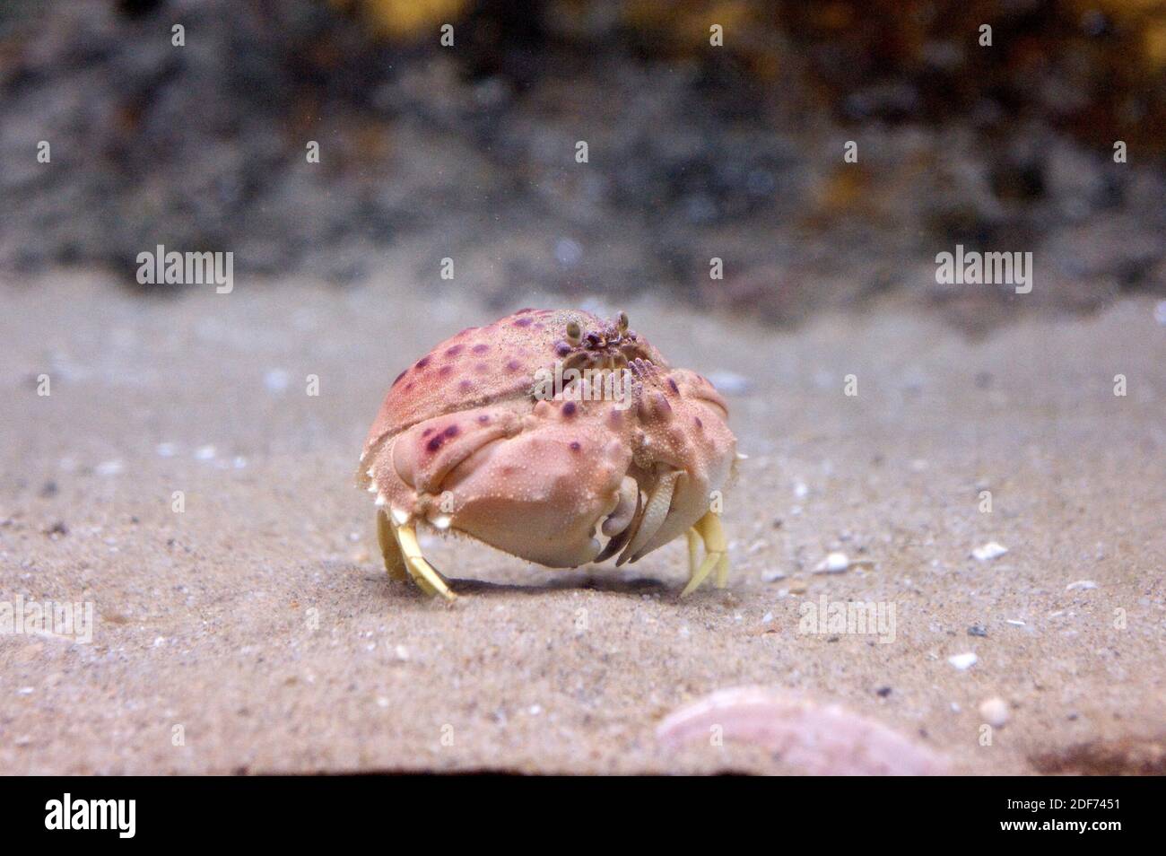 Le crabe commun (Calappa granulata) est un crustacé marin originaire de la mer Méditerranée et des îles Canaries. Banque D'Images