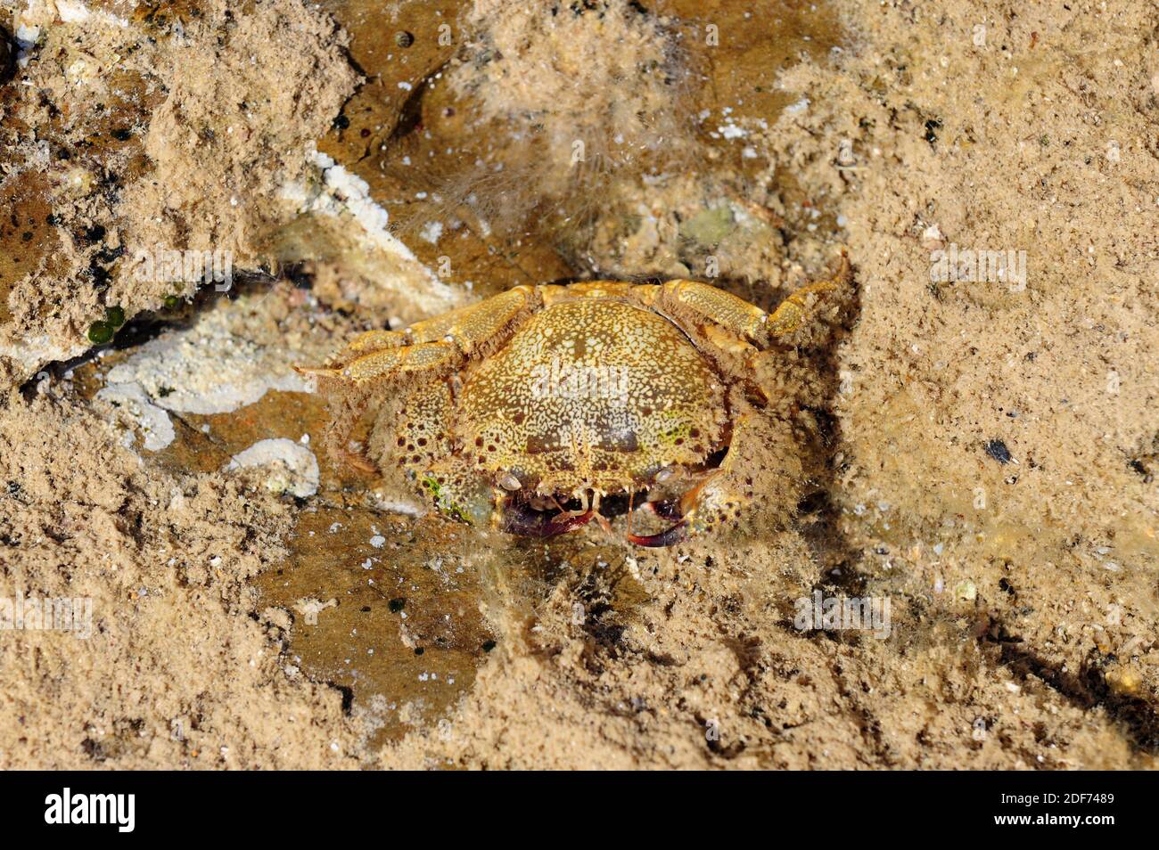 Le crabe marbré (Pachygrapsus marmoratus) est un crustacé originaire de la mer Méditerranée. Banque D'Images