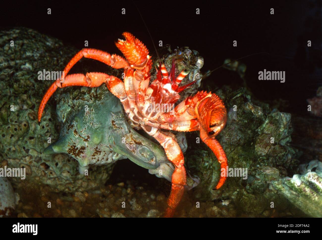 Le crabe ermite méditerranéen (Dardanus arrosor) est un prédateur et un Trésor de crustacés marins. Banque D'Images