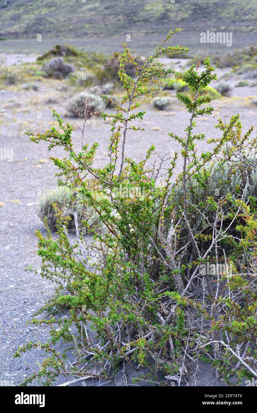 Le Calafate (Berberis microphylla ou Berberis buxifolia) est un arbuste à feuilles persistantes endémique à la Patagonie. Ses fruits sont comestibles. Cette photo a été prise dans Banque D'Images