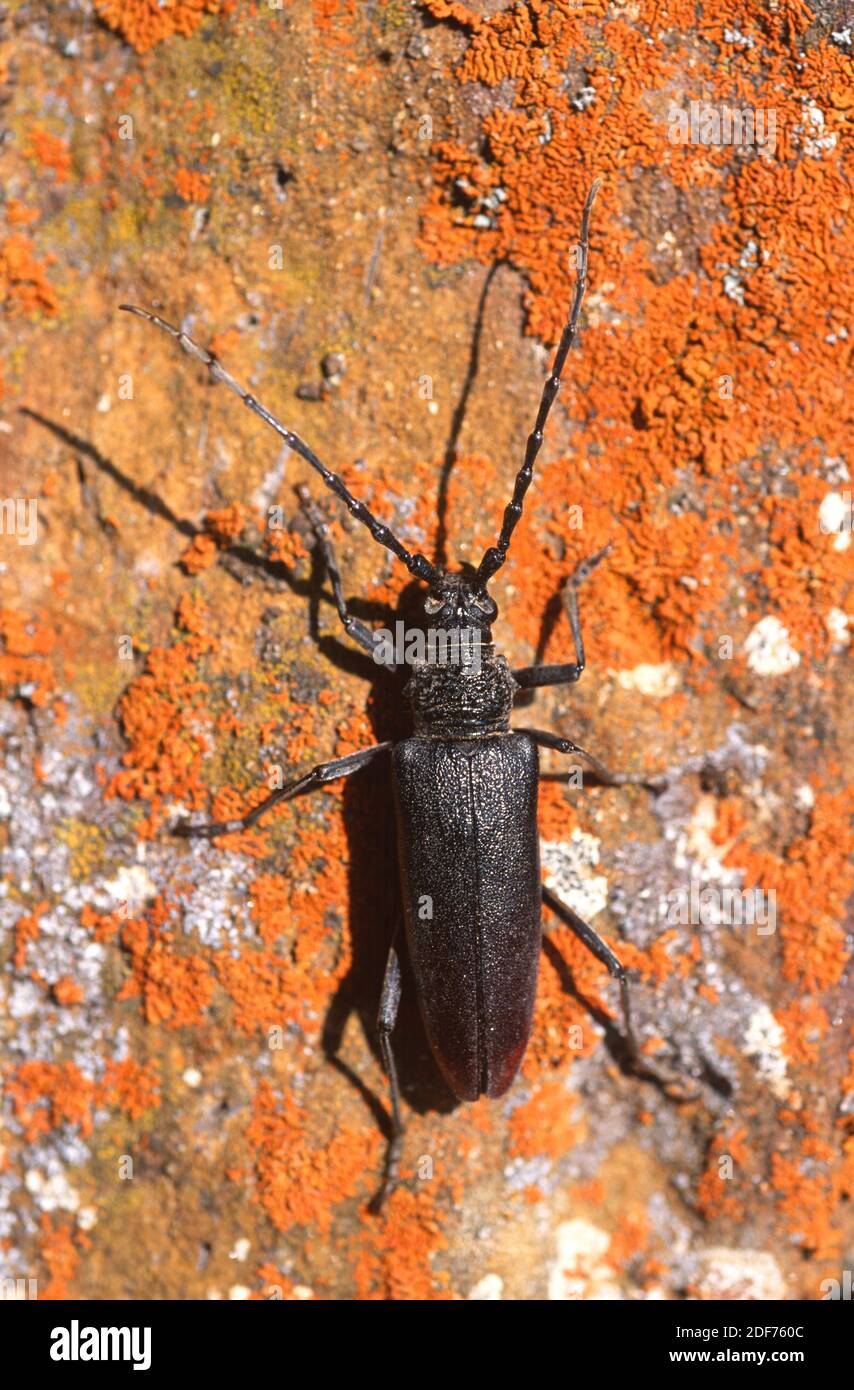 Grand Coleoptere Capricorne Banque D Image Et Photos Alamy